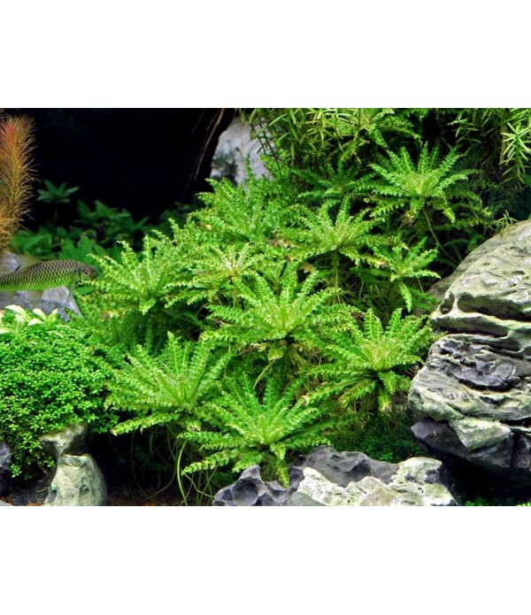 Plantă Pogostemon Helferi in vitro Stoffels