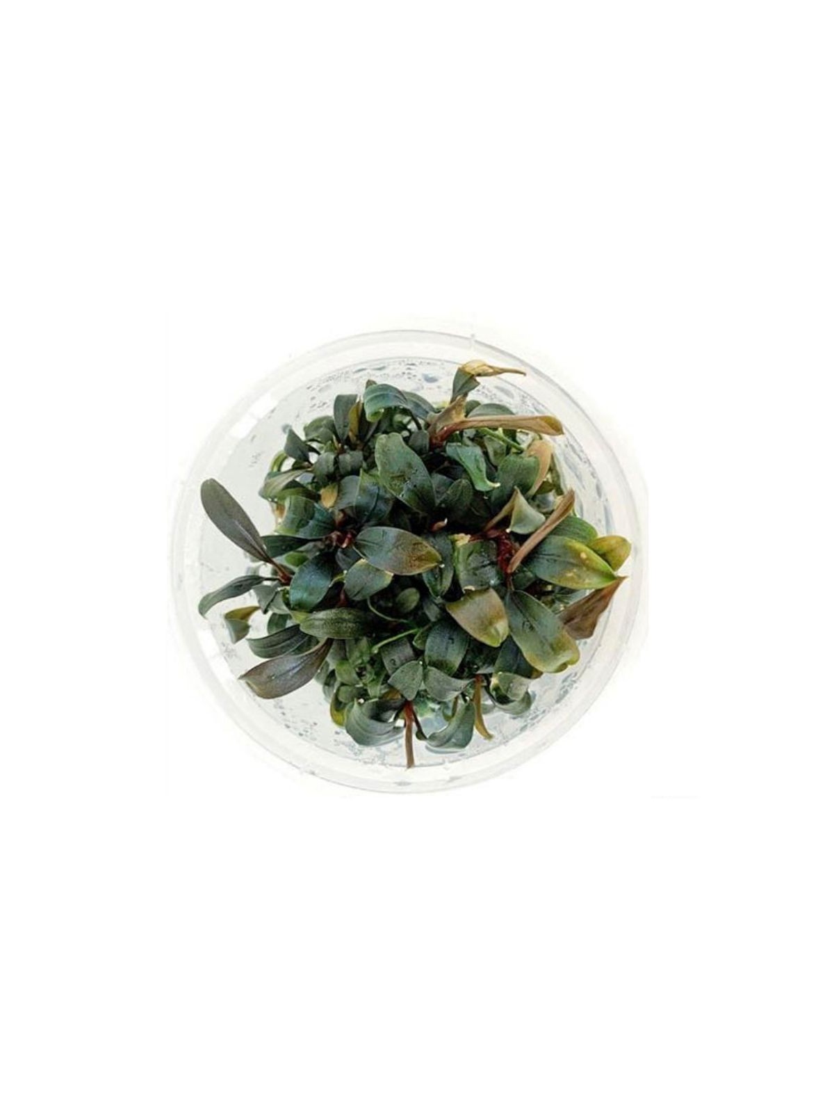 Plantă Bucephalandra brownie Ghost in vitro Stoffels