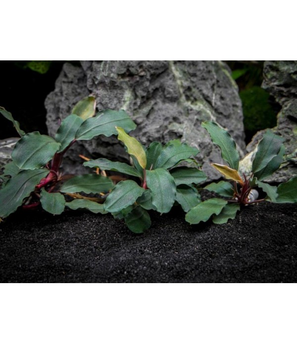 Plantă Bucephalandra brownie Ghost in vitro Stoffels