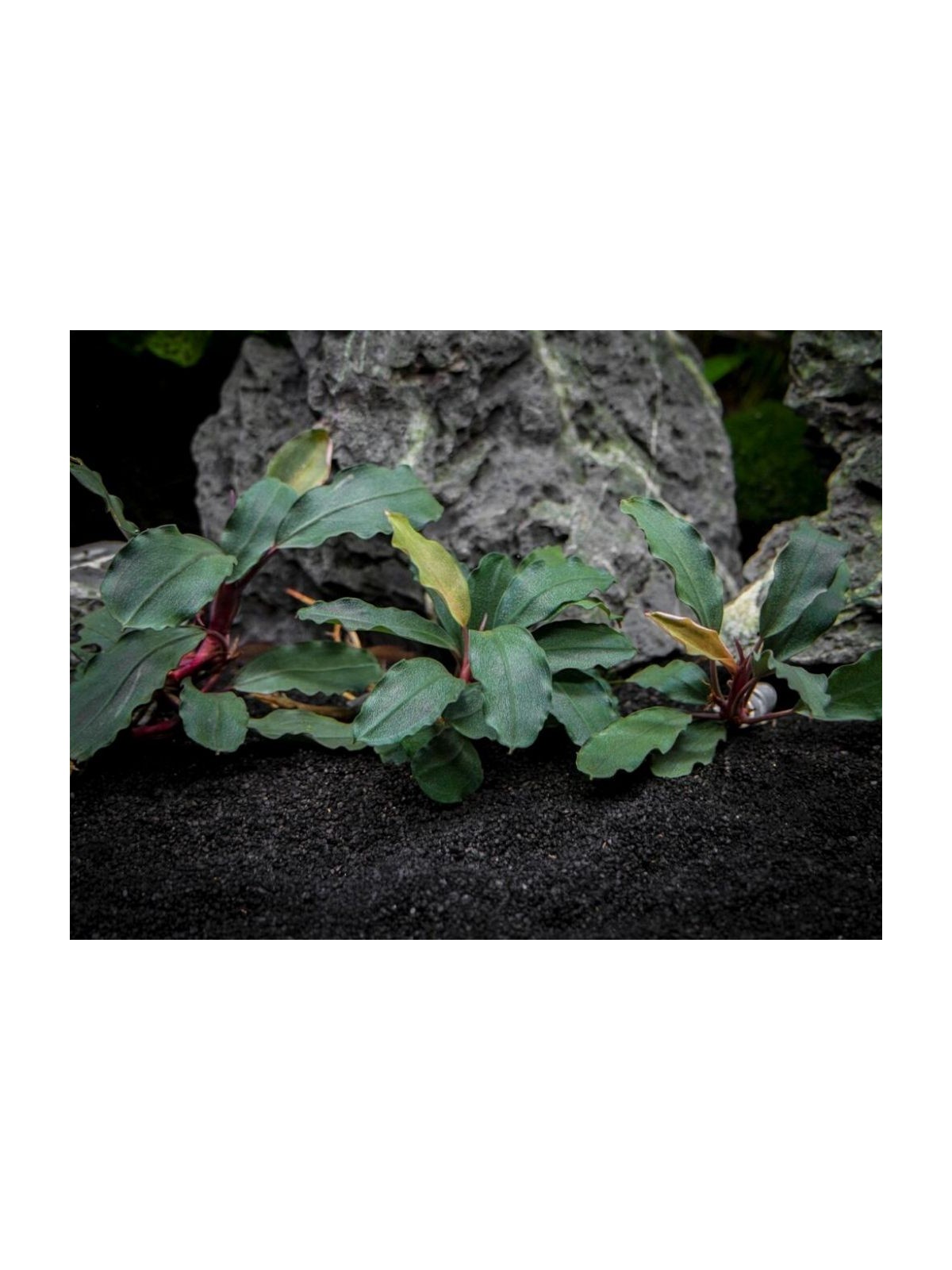 Plantă Bucephalandra brownie Ghost in vitro Stoffels