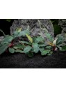 Plantă Bucephalandra brownie Ghost in vitro Stoffels