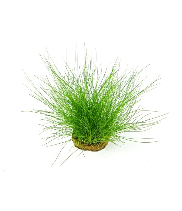 Plantă Eleocharis Acicularis Dennerle