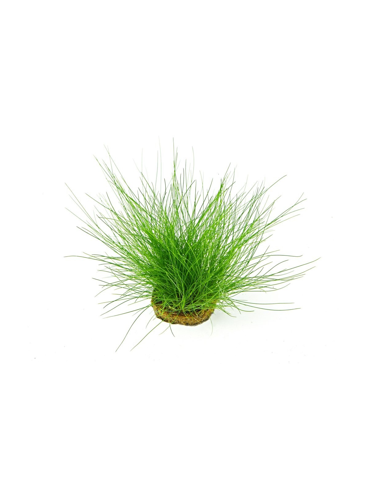 Plantă Eleocharis Acicularis Dennerle