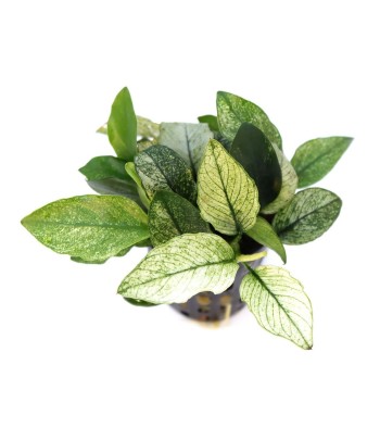 Plantă Anubias nana Pinto Dennerle