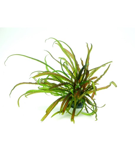 Plantă Cryptocoryne Crispatula in vitro Dennerle