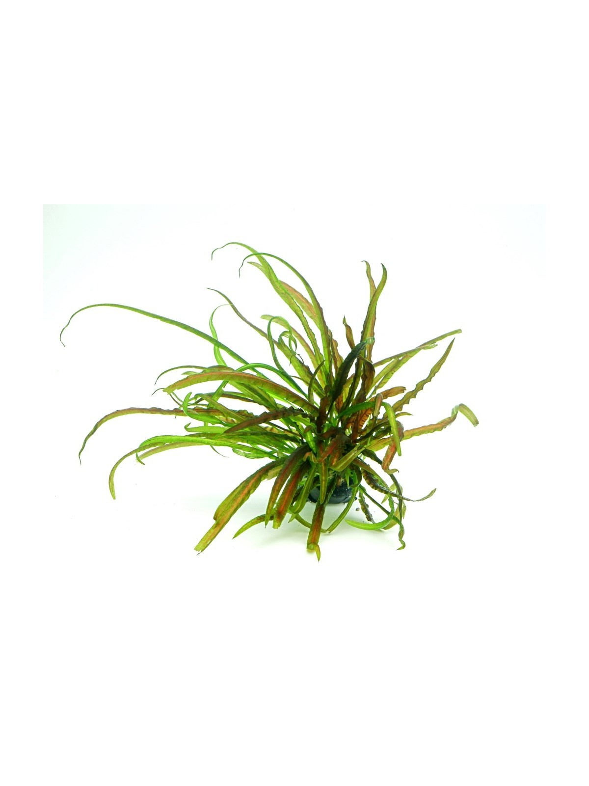Plantă Cryptocoryne Crispatula in vitro Dennerle