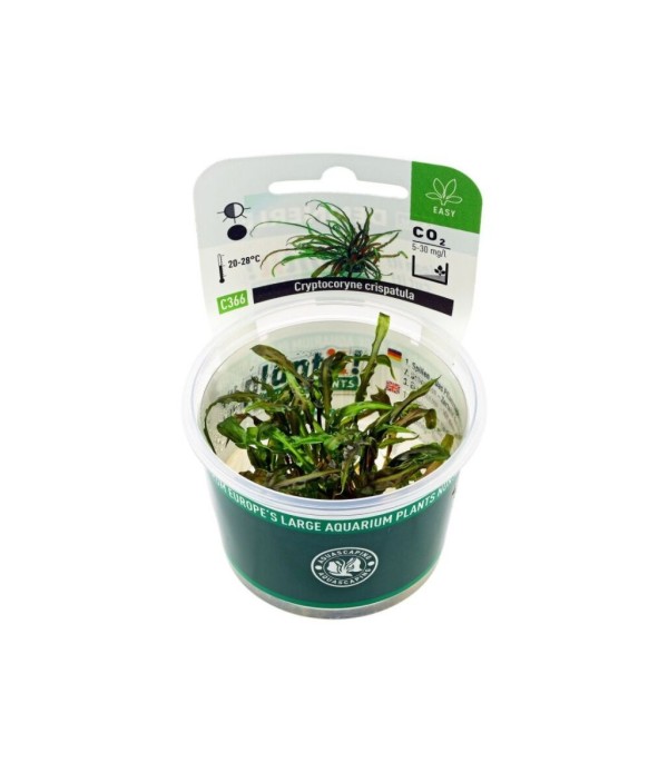 Plantă Cryptocoryne Crispatula in vitro Dennerle