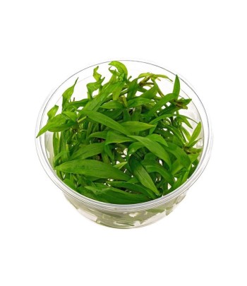 Plantă Helanthium bolivianum Quadricostatus in vitro