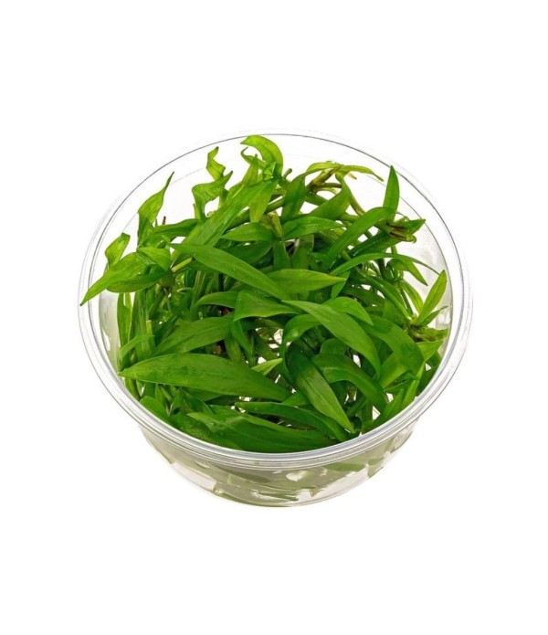 Plantă Helanthium bolivianum Quadricostatus in vitro