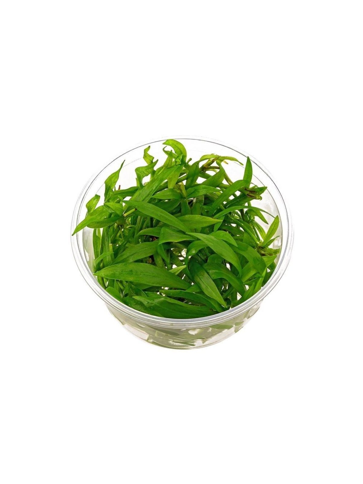 Plantă Helanthium bolivianum Quadricostatus in vitro