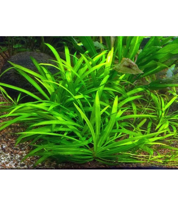 Plantă Helanthium bolivianum Quadricostatus in vitro