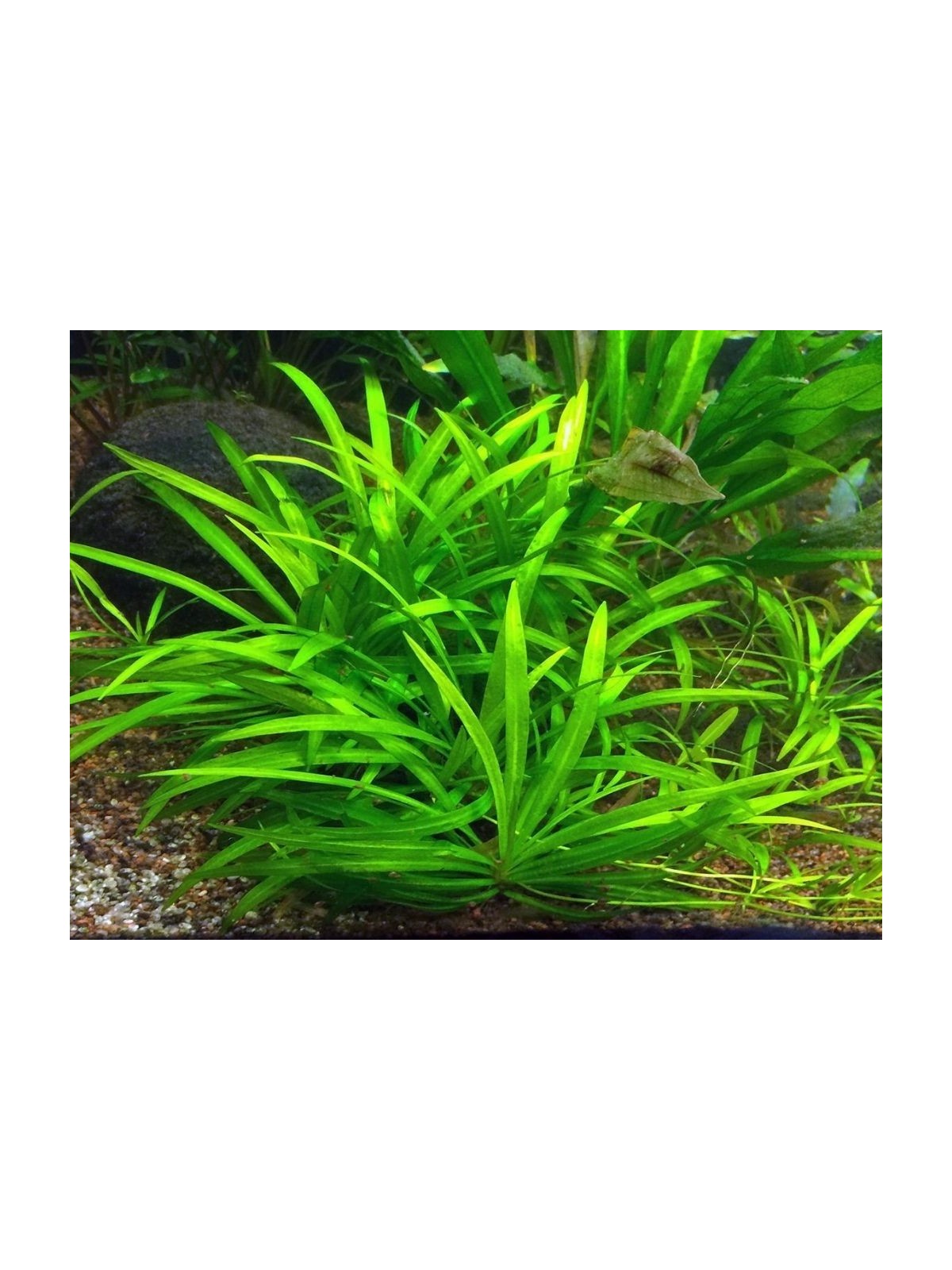 Plantă Helanthium bolivianum Quadricostatus in vitro