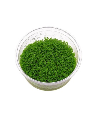 Plantă Hemianthus Callitrichoides Cuba in vitro Stoffels