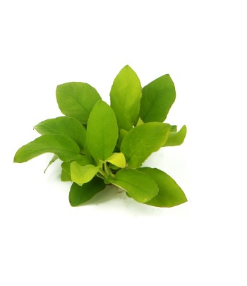 Plantă Anubias nana Gold Dennerle