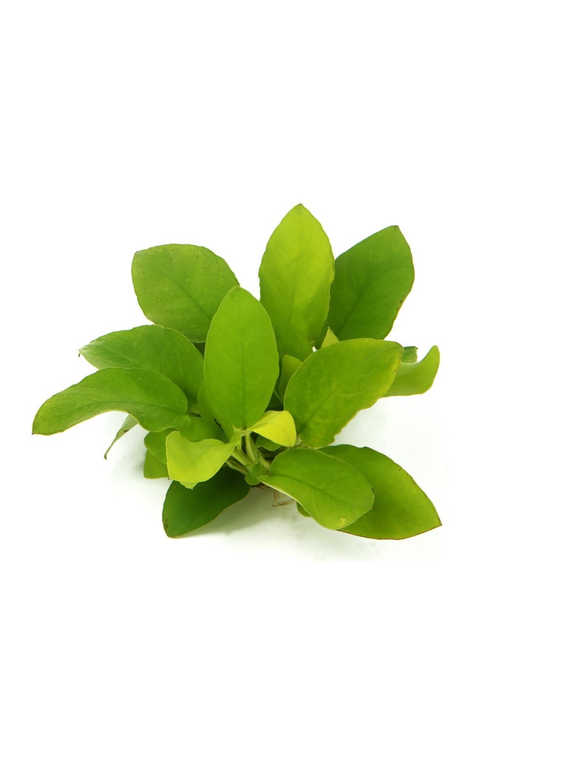 Plantă Anubias nana Gold Dennerle