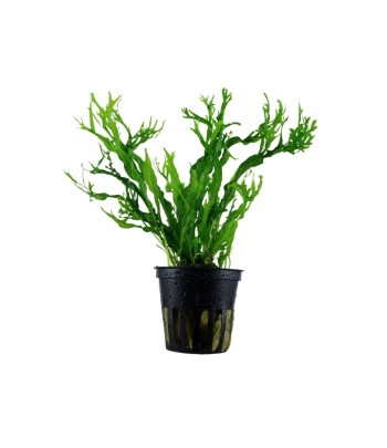 Plantă Microsorum Pteropus Windelov Tropica