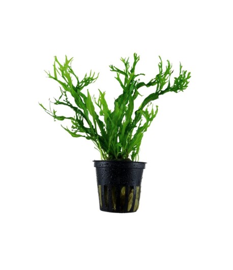 Plantă Microsorum Pteropus Windelov Tropica