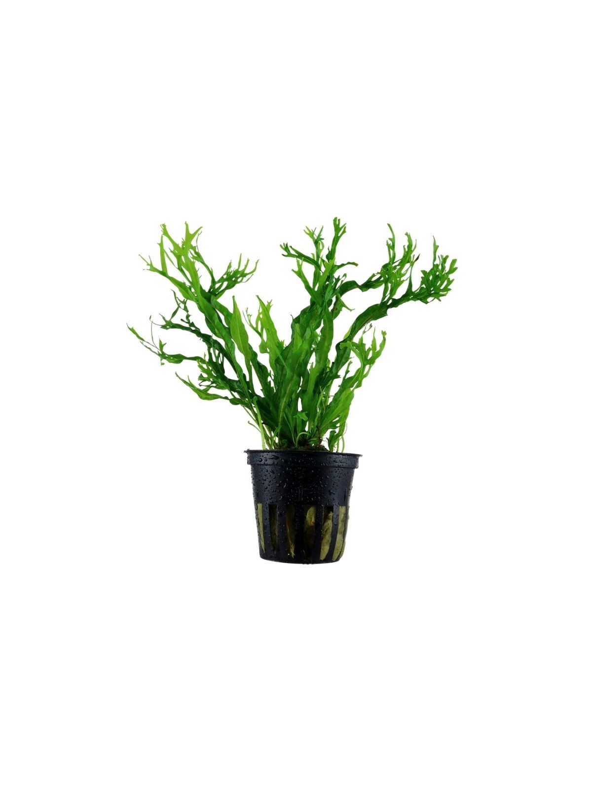 Plantă Microsorum Pteropus Windelov Tropica