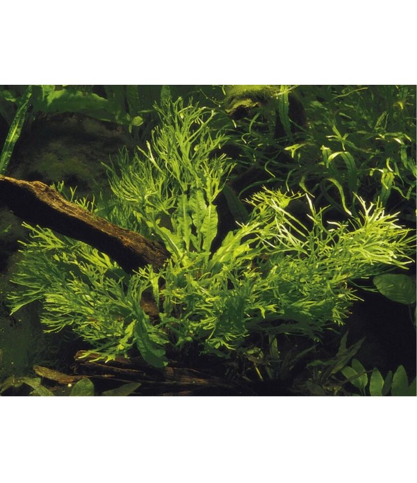 Plantă Microsorum Pteropus Windelov Tropica