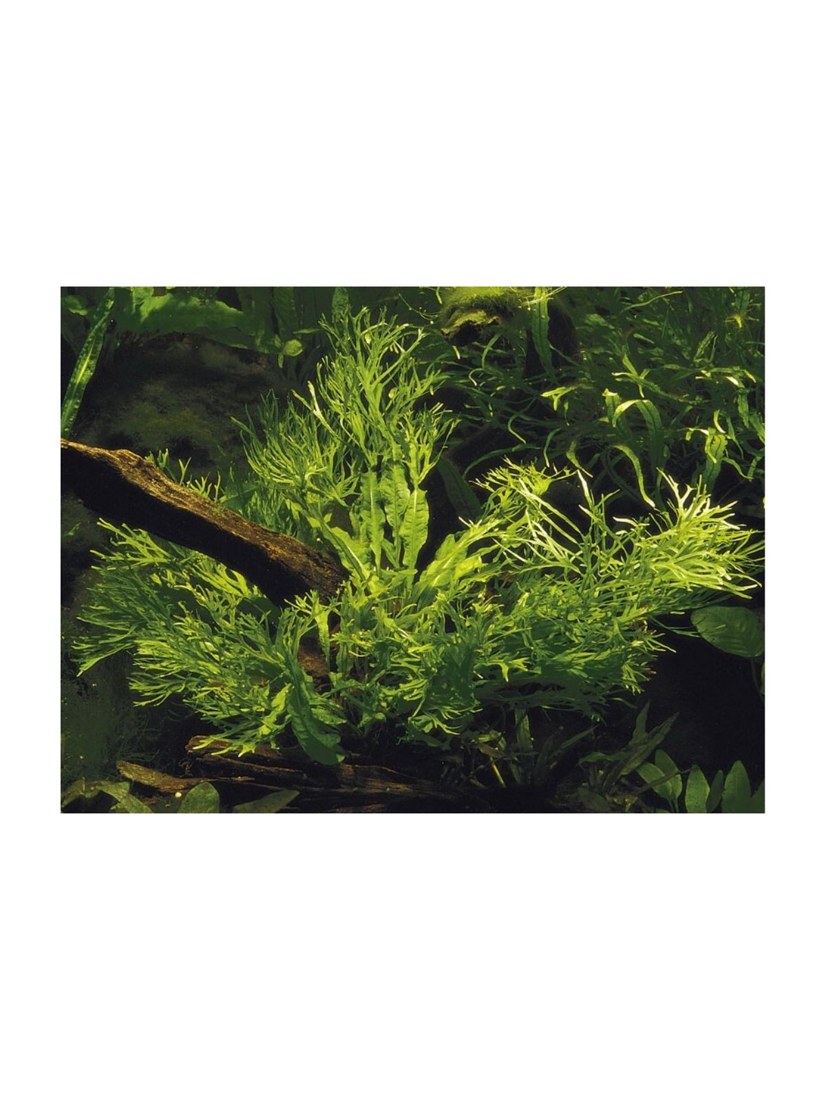 Plantă Microsorum Pteropus Windelov Tropica