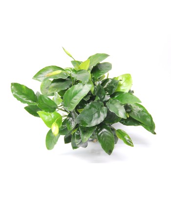 Plantă Anubias Barteri var. Nana Bigfoot Dennerle