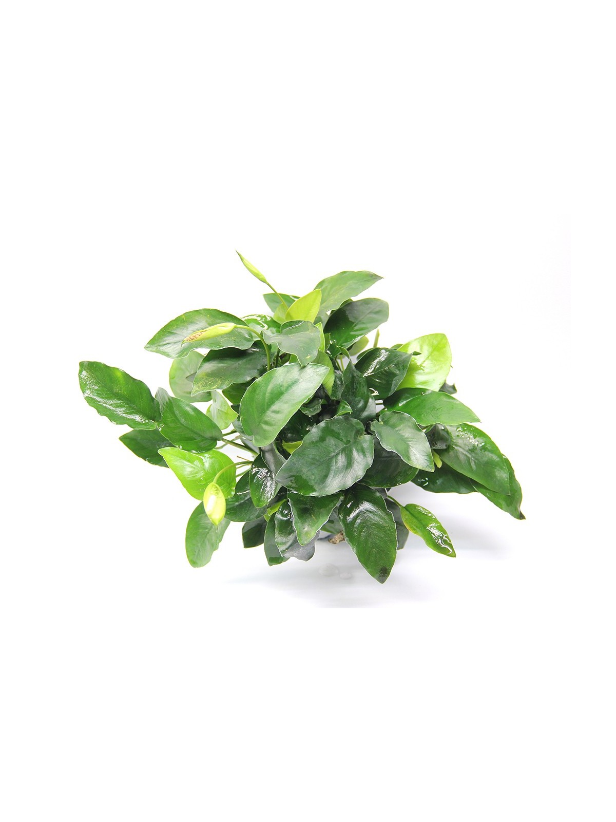 Plantă Anubias Barteri var. Nana Bigfoot Dennerle