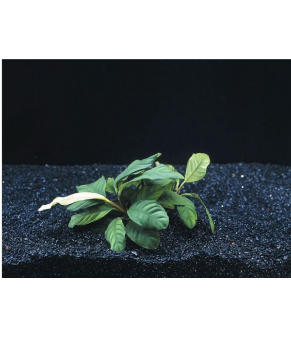 Plantă Anubias Barteri Coffeefolia Stoffels