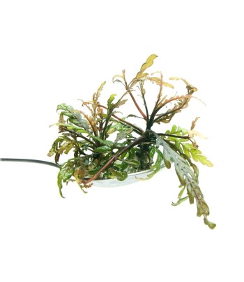 Plantă Hygrophila Pinnatifida in vitro Stoffels