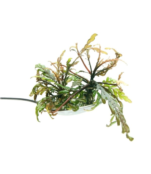 Plantă Hygrophila Pinnatifida in vitro Stoffels