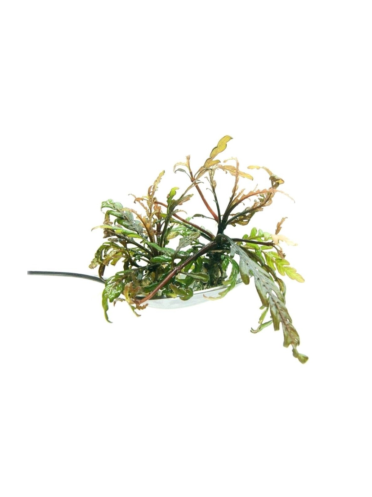 Plantă Hygrophila Pinnatifida in vitro Stoffels