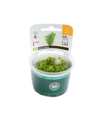 Plantă Rotala Indica in vitro Dennerle