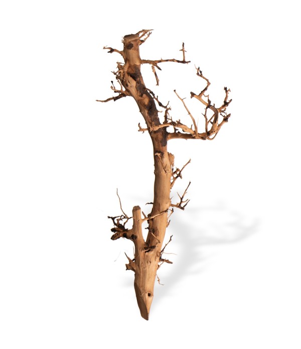 Rădăcină Philippines Drift Wood