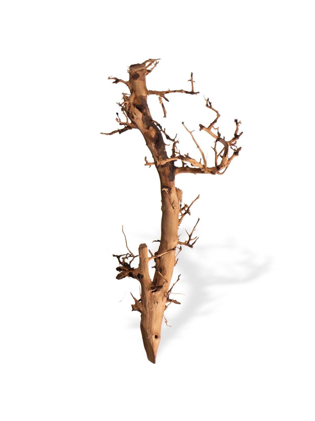 Rădăcină Philippines Drift Wood