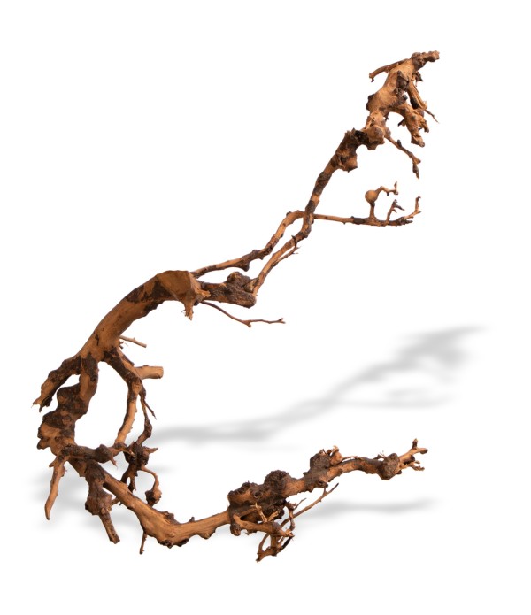 Rădăcină Philippines Drift Wood