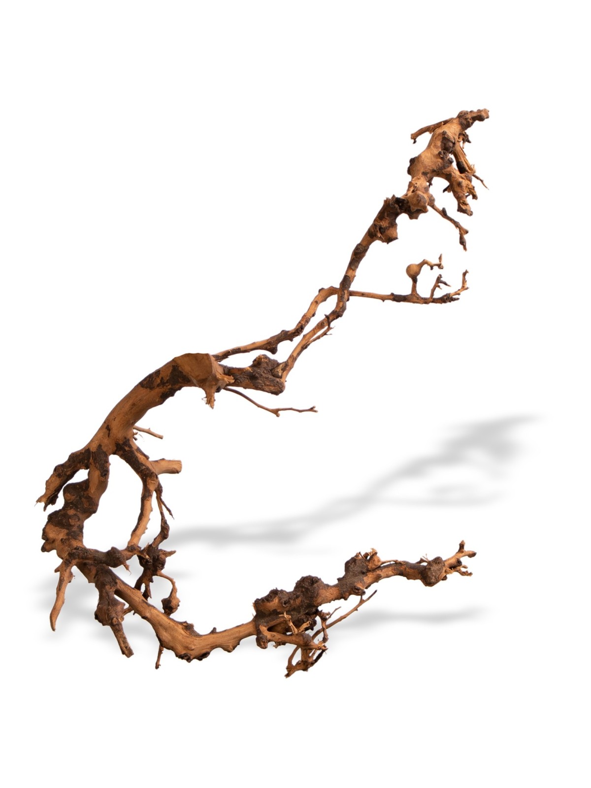 Rădăcină Philippines Drift Wood