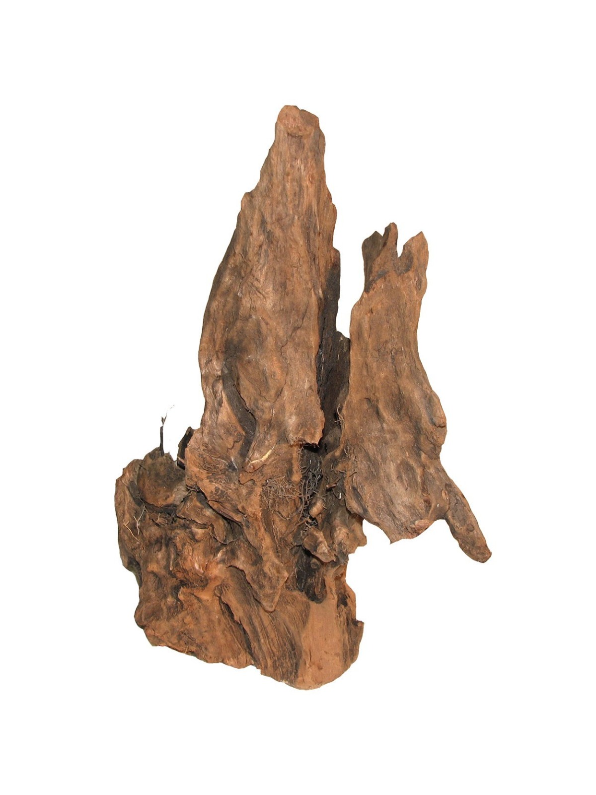 Rădăcină mangrove - 1 kg