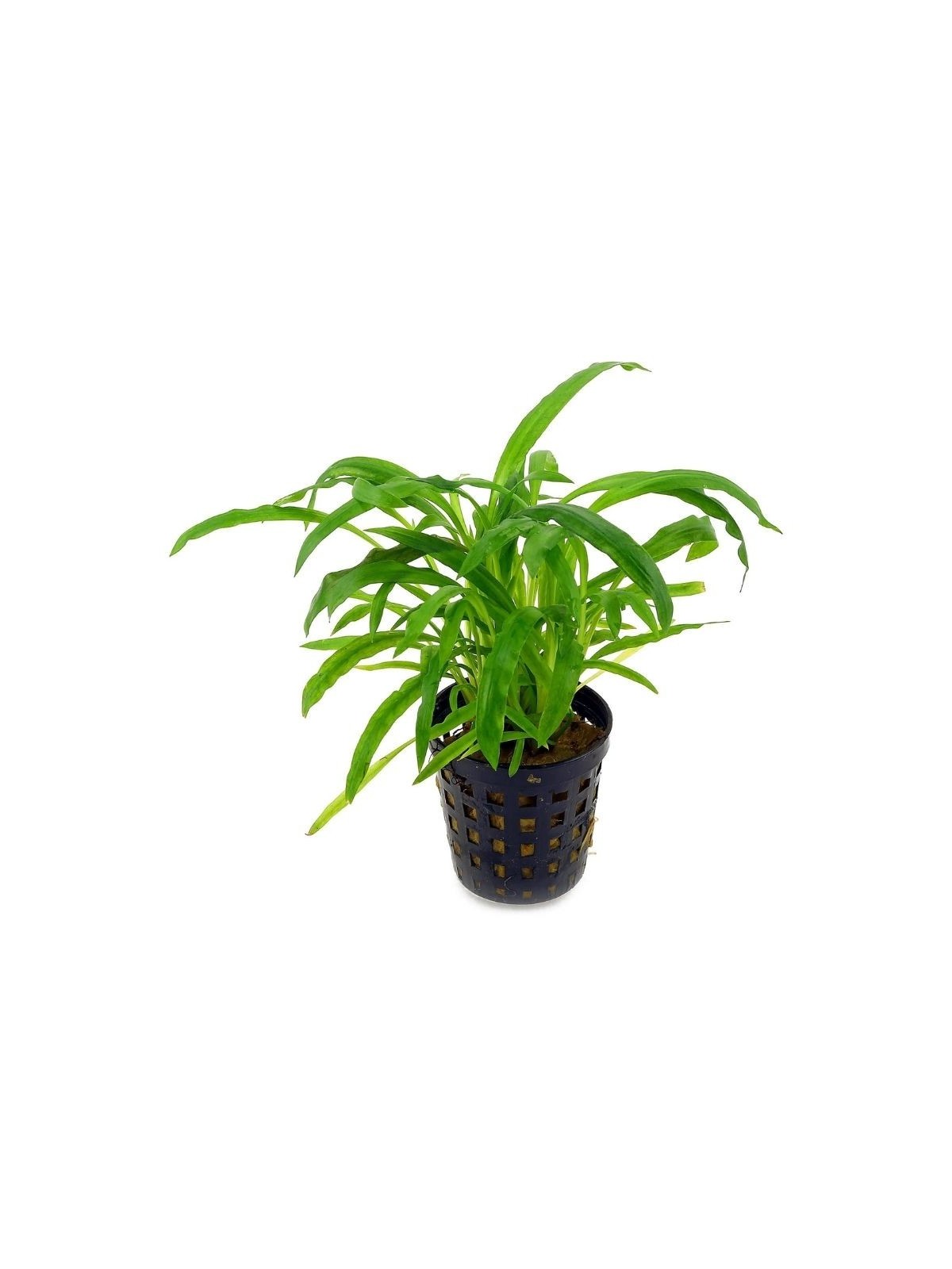 Plantă Cryptocoryne Albida Stoffels