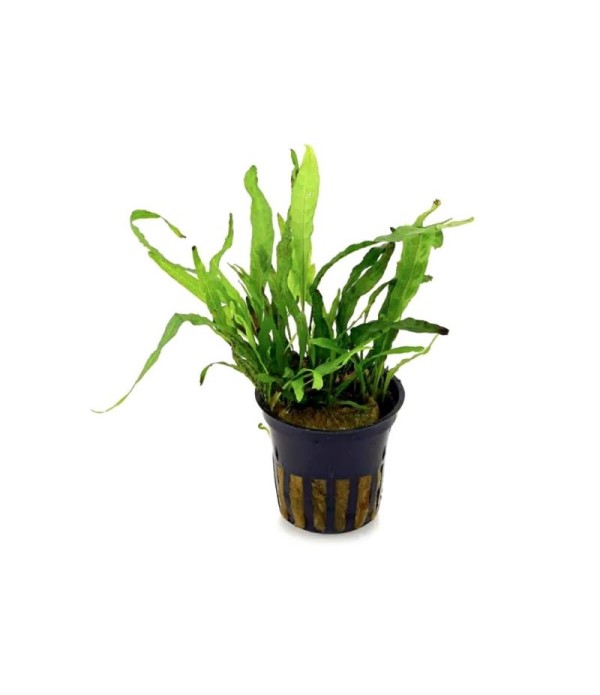 Planta acvariu Microsorum pteropus Green Gnome Stoffels