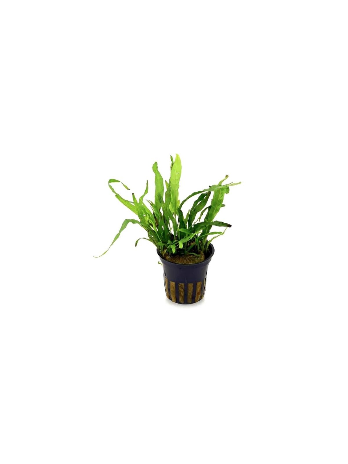 Planta acvariu Microsorum pteropus Green Gnome Stoffels