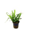 Planta acvariu Microsorum pteropus Green Gnome Stoffels