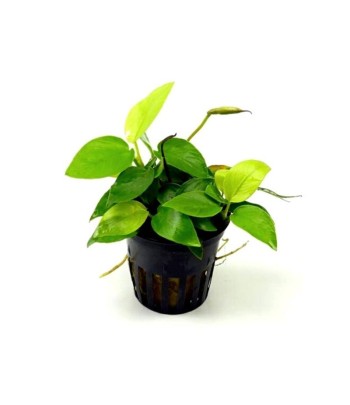 Planta acvariu Stoffels Anubias Nana Yellow Heart
