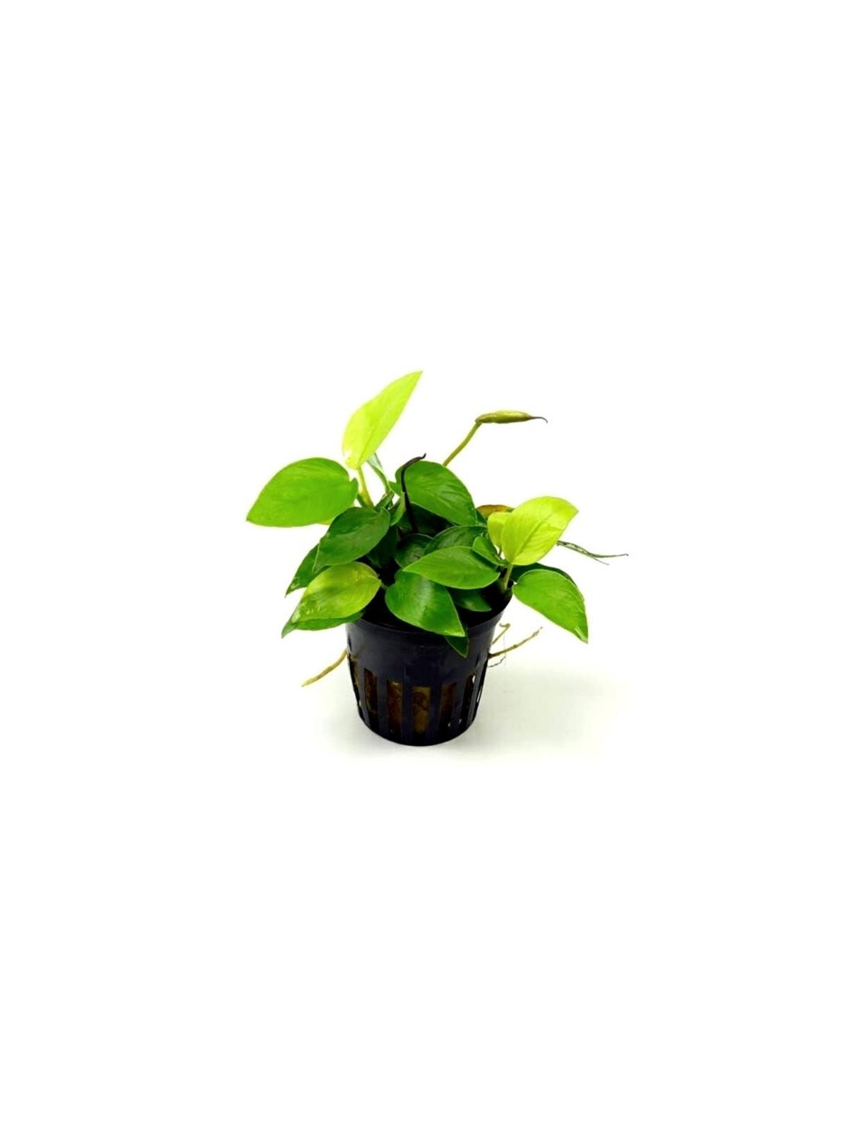 Planta acvariu Stoffels Anubias Nana Yellow Heart