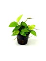 Planta acvariu Stoffels Anubias Nana Yellow Heart